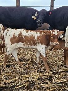 HL Kelly Ann x WT KID ROCK - Tag 1740