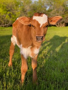 PACIFIC COWBOY X GLR TSUNAMI'S JAMBOREE BULL