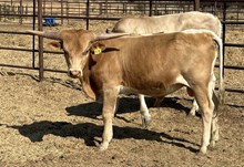 Pacific Texa 23 bull