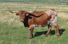 Cowgirl Walk In The Field