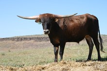 Fall 2016 Steer