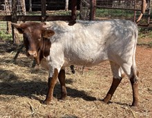 BG Pacific Cowgirl