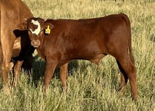 Divine Diamond 24 steer