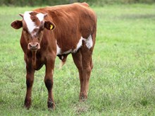 2016 Chica Bull Calf