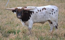 Martha White's 2012 bull