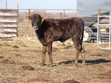 DRAMA BULL CALF