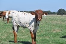 #2325 - Shy Iron x Pacific Cowboy 40