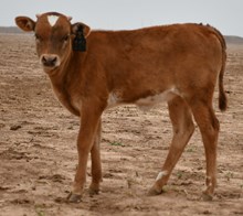 DB Fiddle's Amelia Heifer