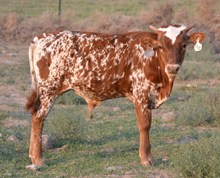 Serafina's 2015 bull