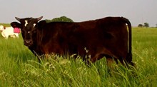 2011 Sheaspook Steer